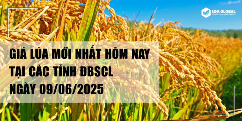 Ngày 9/6/2025 - Bước vào tuần mới, thị trường lúa gạo trong nước tiếp tục duy trì sự ổn định với hầu hết các giống lúa giao dịch đi ngang so với cuối tuần trước. 
