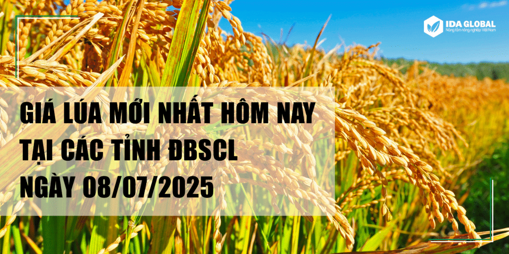 Cập nhật giá lúa tươi mới nhất ngày 8/7/2025 tại ĐBSCL. OM18, Đài Thơm 8: 6.050-6.100đ/kg. Lúa Nhật cao nhất 7.600-7.700đ/kg. Thị trường xuất khẩu gạo tích cực